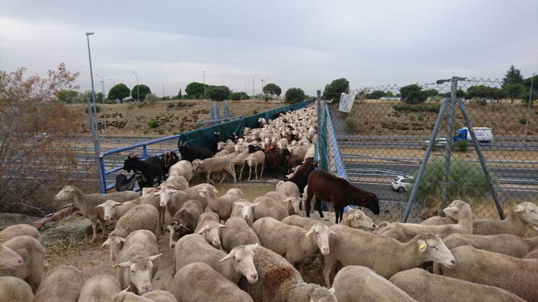 2.000 ovejas merinas cruzan Boadilla