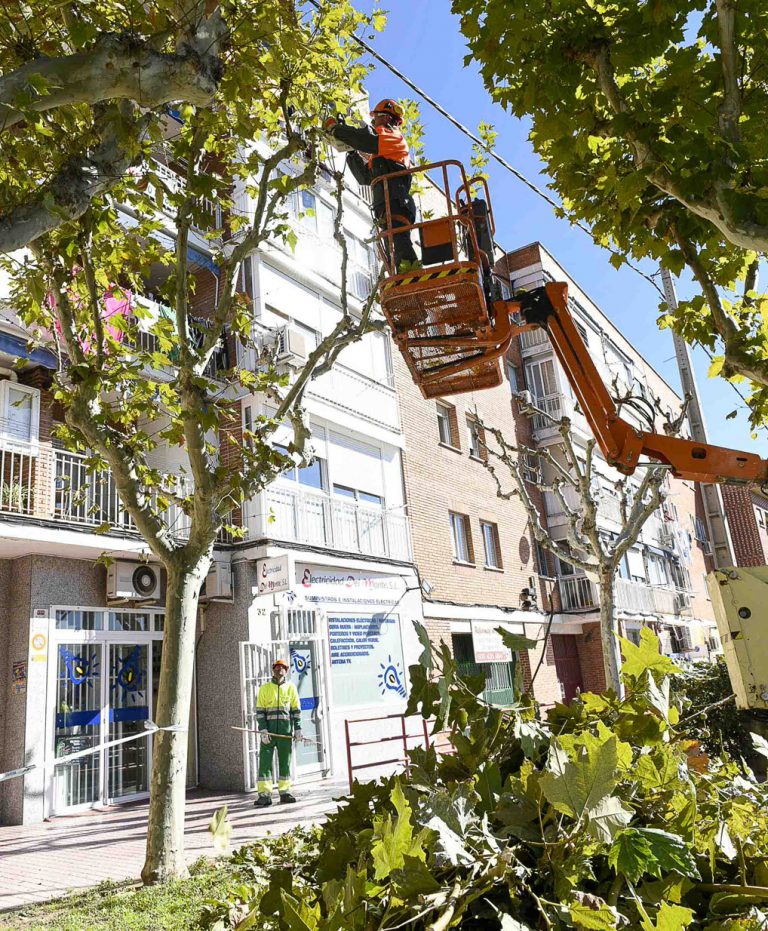 Plan de poda de árboles y campaña de recogida de hojas en Boadilla