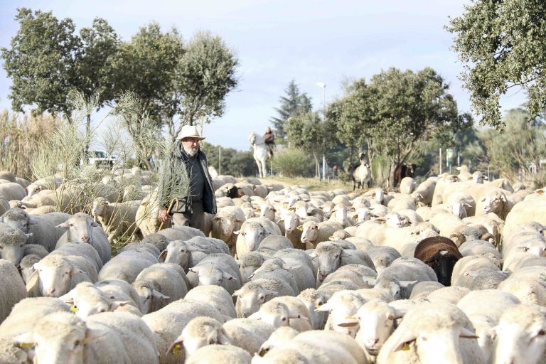 Las ovejas ‘bombero’ ya están limpiando el monte de Boadilla