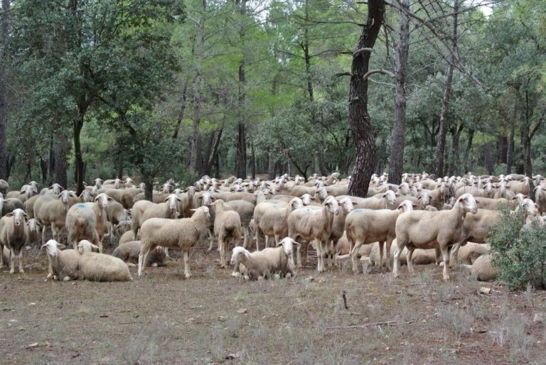 700 ovejas desbrozadoras para el Monte Norte de Boadilla