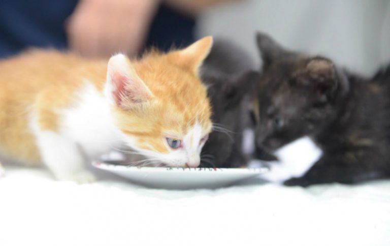 Boadilla inicia un programa de esterilización para controlar a los gatos callejeros