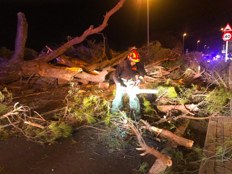 Última hora: dos hombres heridos, uno de  ellos de gravedad, por la caída de un árbol