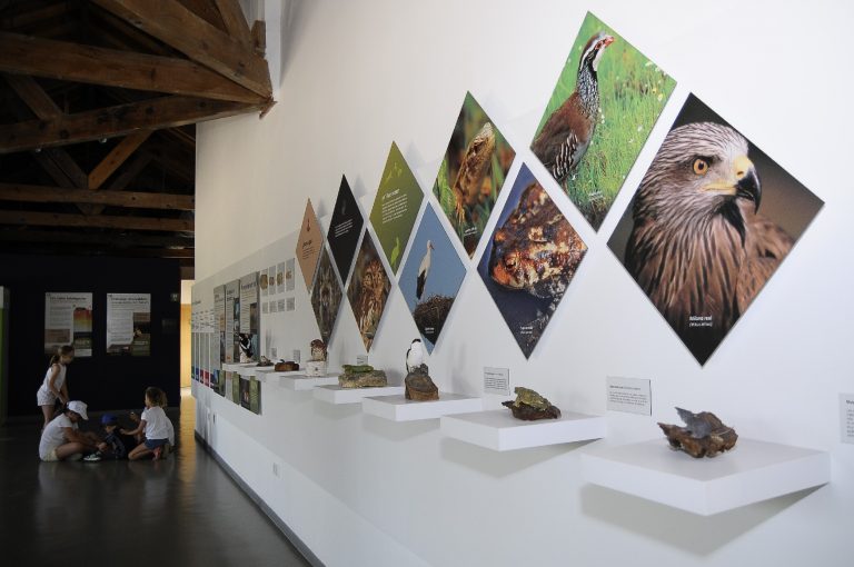 El Aula Medioambiental ofrece una variada programación este verano