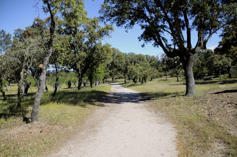 Finalizan los trabajos de limpieza en el monte sur para prevenir incendios forestales