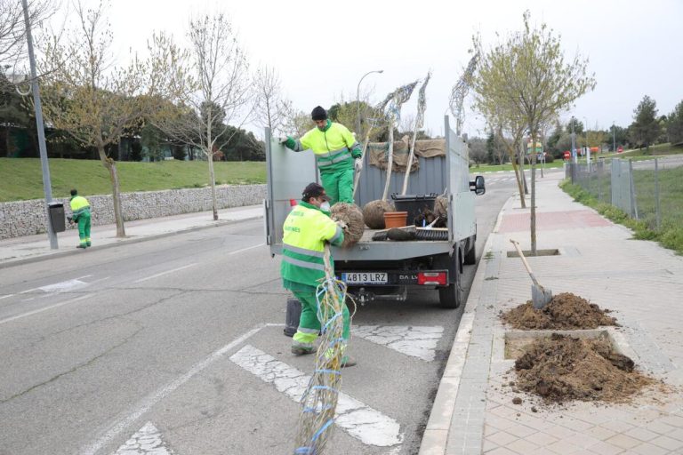 Así será la campaña de reposición del arbolado